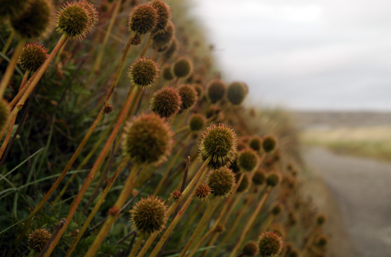 Plants in a field