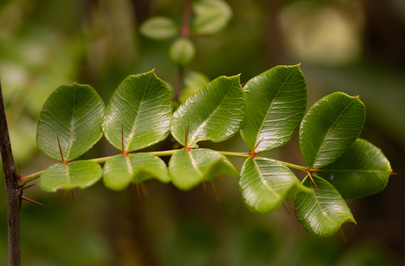 plant and leafs