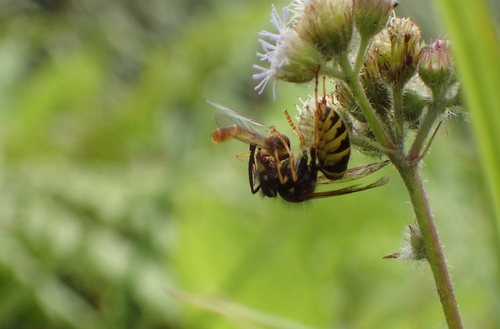 insect on a plant