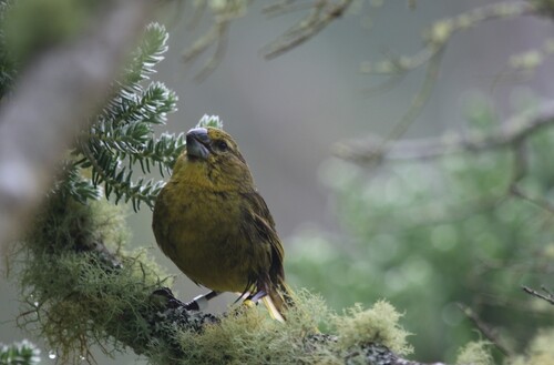 Bird on a branch