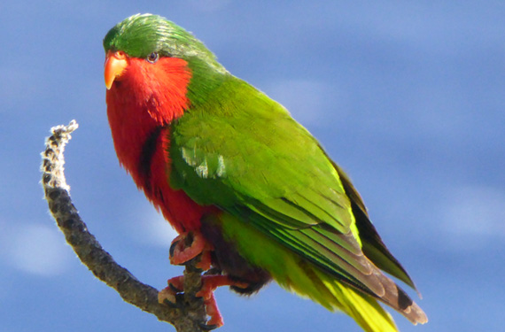 bird looking out