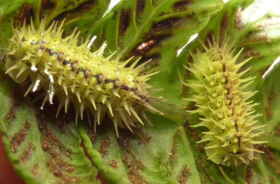 insect on a leaf