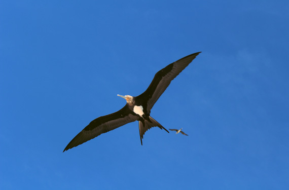 Bird in flight